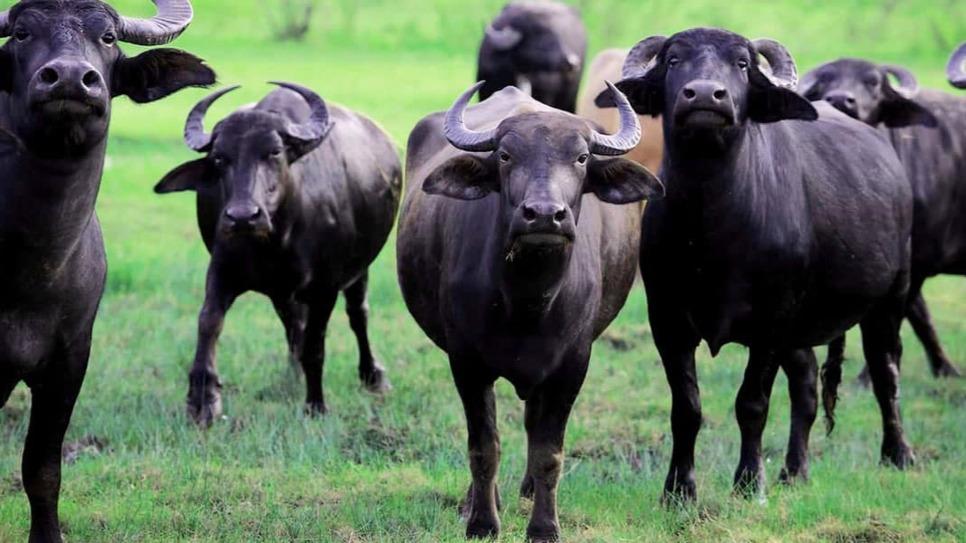 Türkiye’de Manda Varlığı Alarm Veriyor